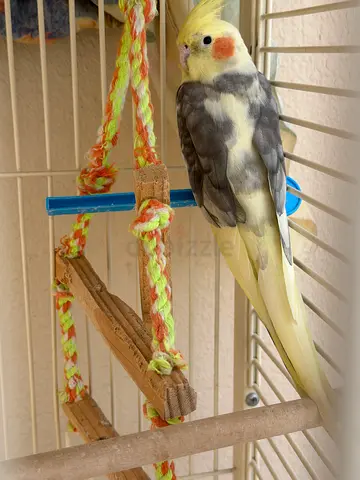 Bird with cadge