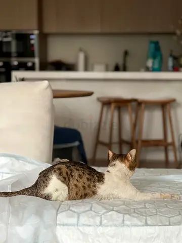 Saved From the Street — Seeking a Loving Family