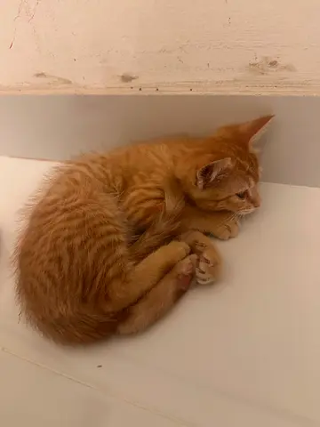 Cute cat for free healthy