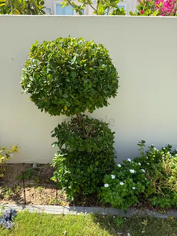 Outdoor plants and trees