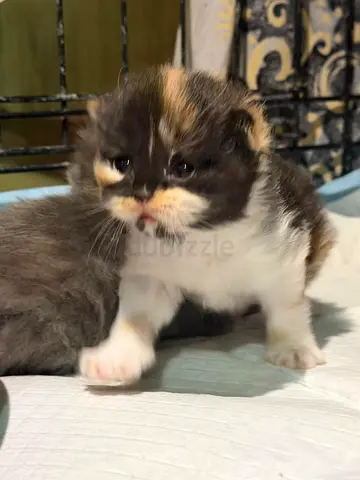 Persian female  kitten