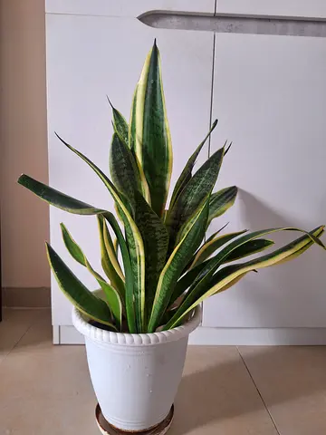 Indoor Snake Plant