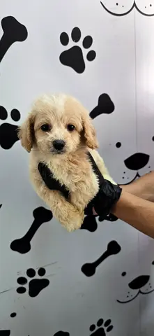 Pet
