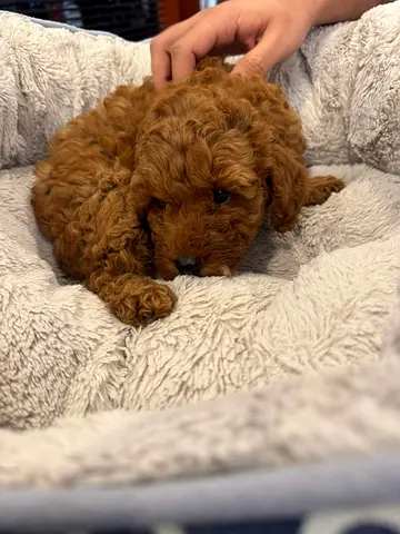 3-week-old Red Toy Poodle Puppy — Friendly and Healthy
