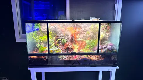 Large Glass Terrarium / Vivarium with Built-in all live plants Background and Lighting