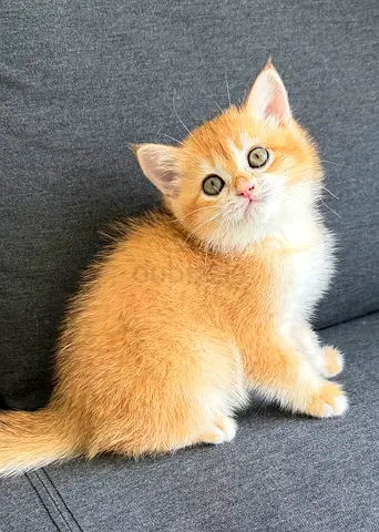 Pure British Shorthair Ny12 Golden Chinchilla kitten