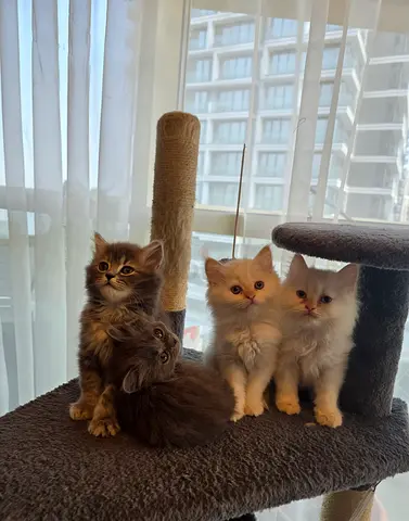 Charming 5 kittens British long hair  Turkish Angora
