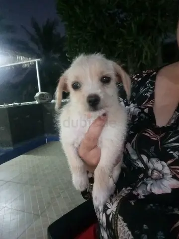 Maltipoo mix cream available for adoption - friendly and cuddly