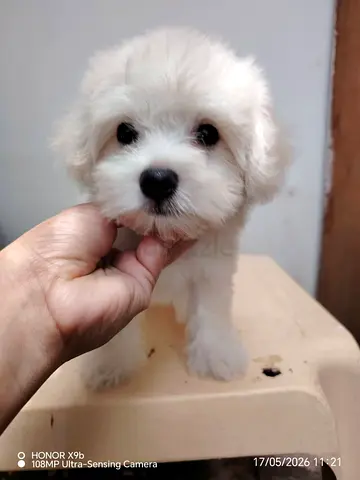 Pet