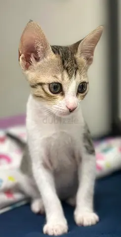 Kitten for adoption