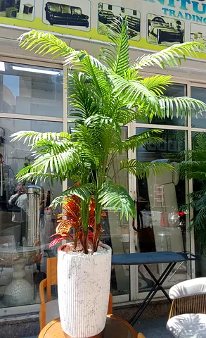 Plants available Best Almost New