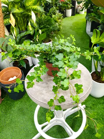 English Ivy