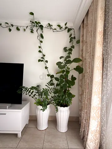 Pair of tall white ceramic plant pots with indoor plants