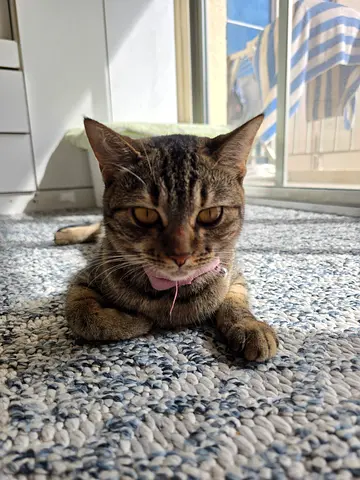 Female Tabby Cat for Free Adoption