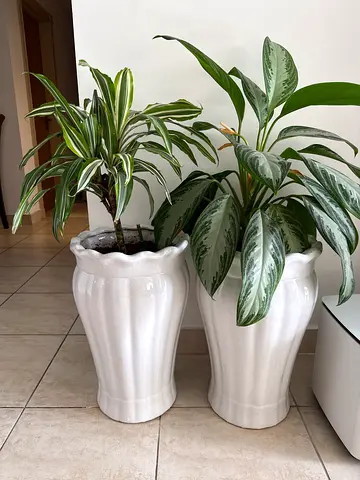 Two large white ceramic planters with indoor plants (set of 2)