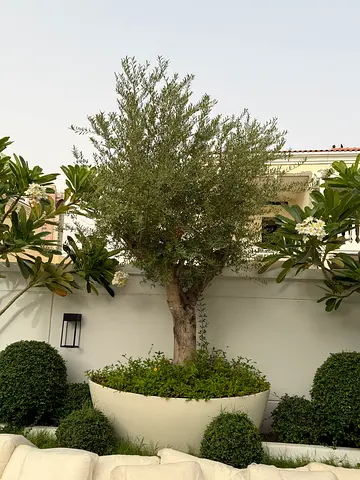 Olive tree