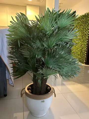 artificial Livistona palm tree