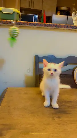 Pet for adoption