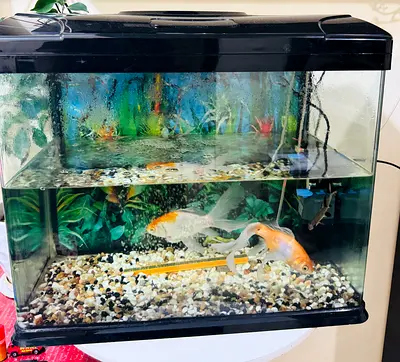 🐠 For Sale: Aquarium Set