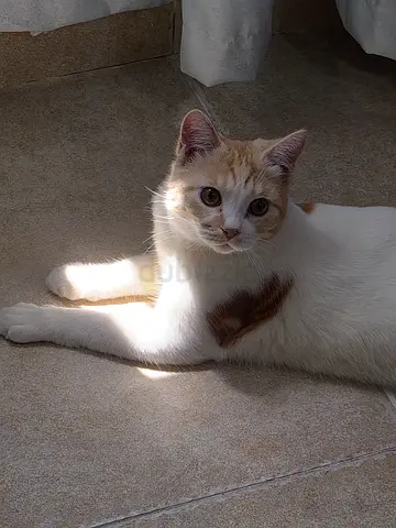 Friendly British mix cat available for free adoption