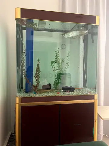 Large Glass Aquarium with Cabinet - Ready to Use
