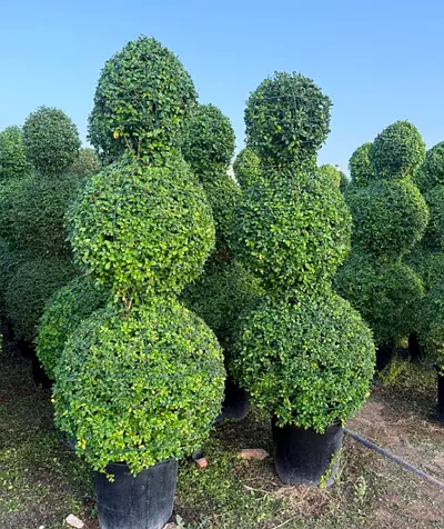 Triple-ball Boxwood Topiary in Pot - Mature, Ready for Garden