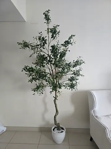 Large olive tree artificial