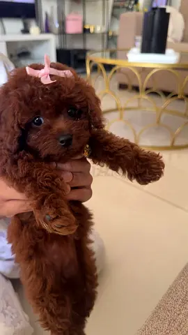 Toy Poodle Dog 💵