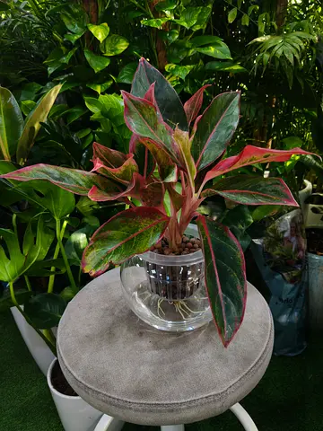 Red Aglaonema water plants
