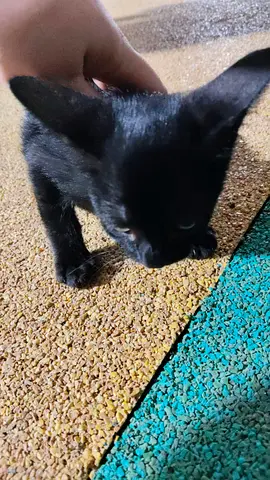 cat free adoption