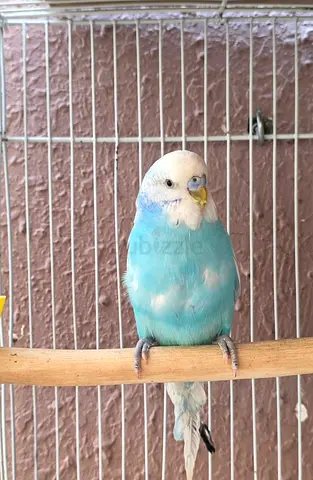 Locally Budgies for breeding