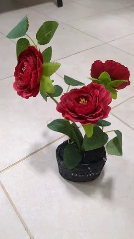 Flower pot- red rose - free