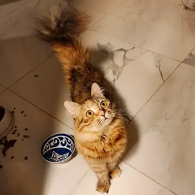 Persian cat free adoption
