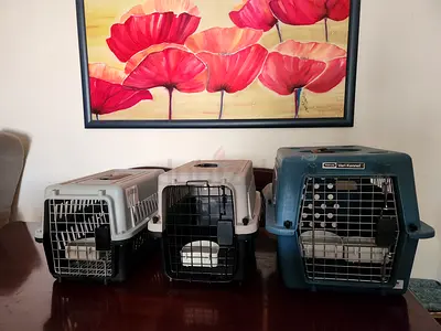 Cats carriers for air travel Iata approved