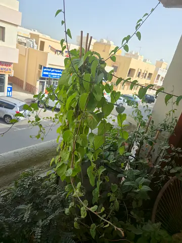 Outdoor/Indoor plants for sale