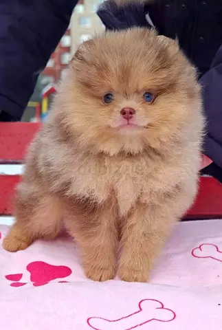 Puppies