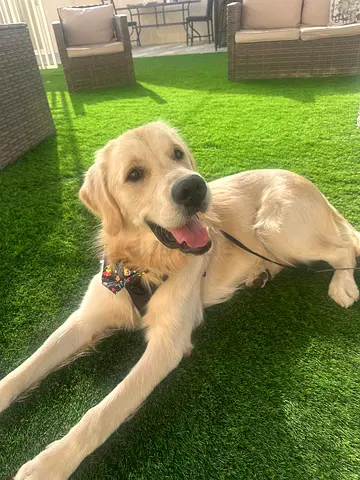 Friendly Golden Retriever looking for a new home - 1 year old