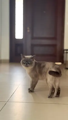 Scottish  Cat Blue eyes