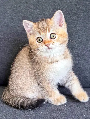 Adorable Pure British Shorthair Ny25 Chinchilla Kitten