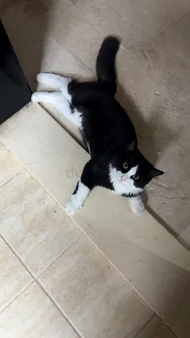 Young black and white dlh ( domestic long hair ) male cat available for adoption — friendly and calm