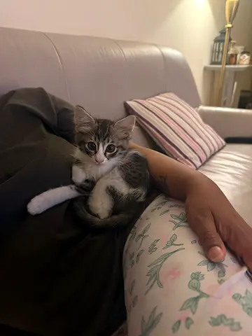Cute 3 month kitten for free