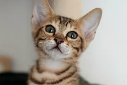 Meet Adam  Eve - Baby tabby kitten available for adoption — friendly and playful