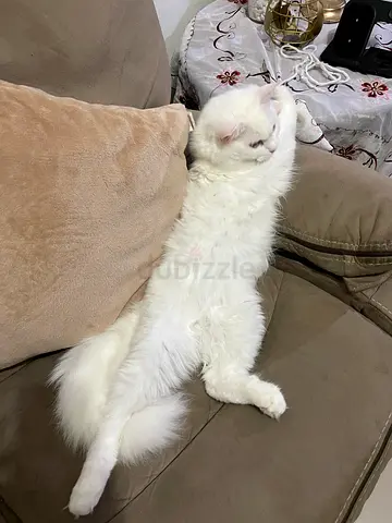 Lovely Angora Pure white female cat with passport,  vaccinate, spayed and ready to adopt.