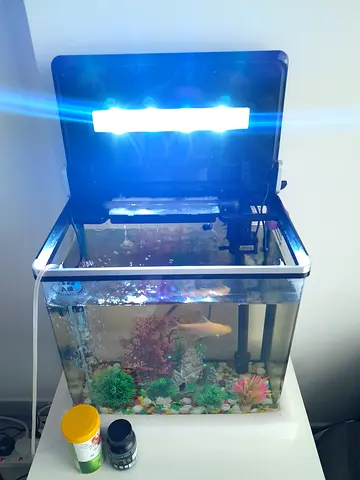 Small desktop aquarium kit with fish included