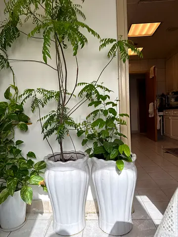 Set of 2 Tall White Ceramic Plant Pots with Green Indoor Plants