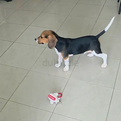 Beagle puppy looking new home