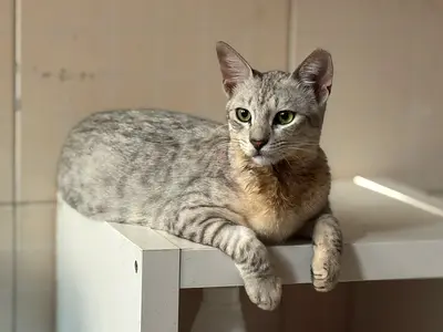 Abondand cat for adoption. (free) 7 months old