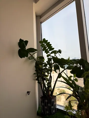 Indoor plant for sale