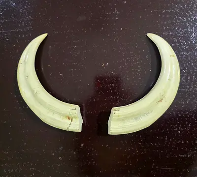 PAIR OF COMMON WARTHOG TUSKS Phacochoerus africanus (tooth, carving, pipe)