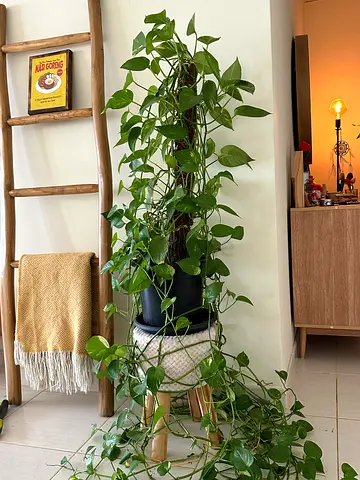 Large trailing pothos (Epipremnum aureum) in pot — healthy indoor plant